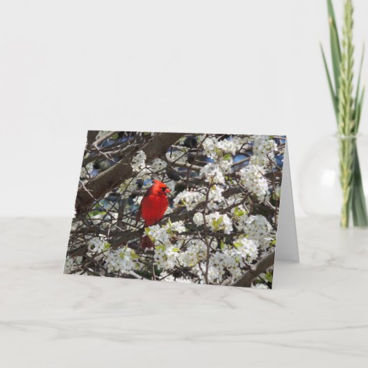 （鳥）ショウジョウコウカンチョウグリーティングカード カード (正面)