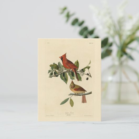 (鳥)ショウジョウコウカンチョウグロスベークのオードボンズバードオブアメリカ ポストカード (スタンド正面)