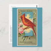 （鳥）ショウジョウコウカンチョウグロスベーク ポストカード (正面/裏面)