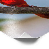 (鳥)ショウジョウコウカンチョウコダックプロフェッショナル紙8 x 10 フォトプリント            (角)