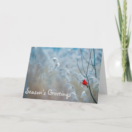 （鳥）ショウジョウコウカンチョウシーズンズグリーティングホリデークリスマスカード カード