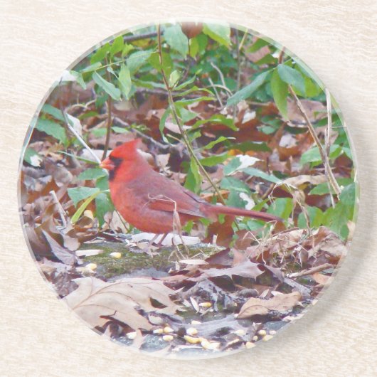 （鳥）ショウジョウコウカンチョウソンバード コースター (正面)