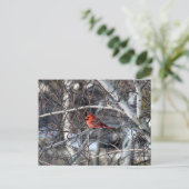 (鳥)ショウジョウコウカンチョウツリー ポストカード (スタンド正面)