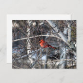 (鳥)ショウジョウコウカンチョウツリー ポストカード (正面/裏面)
