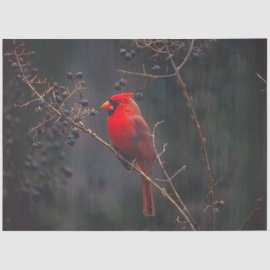 （鳥）ショウジョウコウカンチョウティッシュペーパー 薄葉紙 (正面)