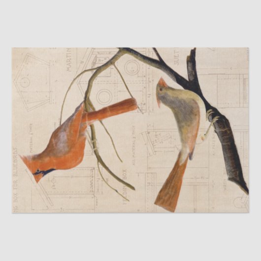 （鳥）ショウジョウコウカンチョウバードバードハウス青写真デカップレッド 薄葉紙 (正面)