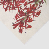 (鳥)ショウジョウコウカンチョウフラワーバイメアリーヴォーウォルコット 薄葉紙 (詳細)