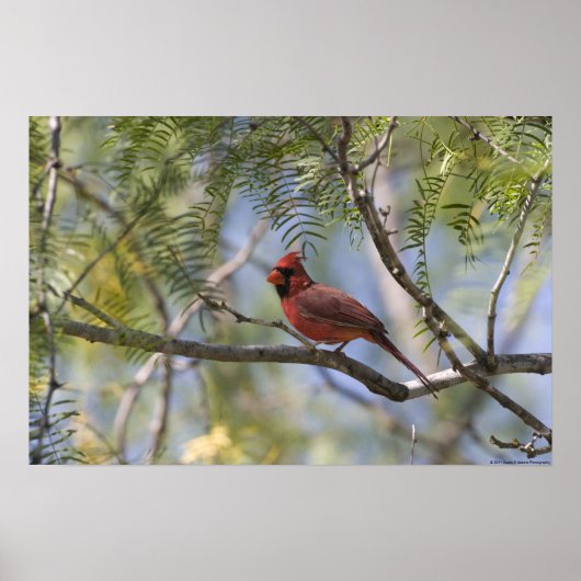 （鳥）ショウジョウコウカンチョウプリント ポスター (正面)