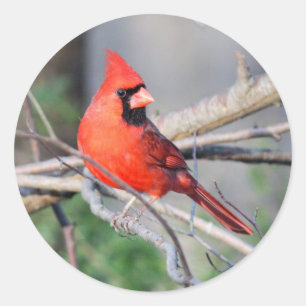 (鳥)ショウジョウコウカンチョウプロファイル ラウンドシール