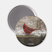 （鳥）ショウジョウコウカンチョウホット春Nat。パークマウンテンARギフト マグネット (正面/裏面)