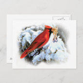 （鳥）ショウジョウコウカンチョウホリディポストカード シーズンポストカード (正面/裏面)