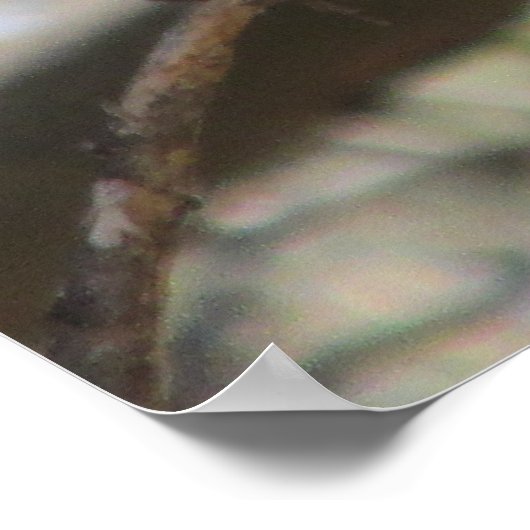 (鳥)ショウジョウコウカンチョウポスター ポスター (角)