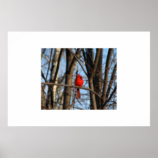 （鳥）ショウジョウコウカンチョウポスター ポスター