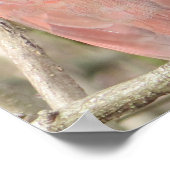 （鳥）ショウジョウコウカンチョウポスター ポスター (角)