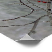 （鳥）ショウジョウコウカンチョウポスター ポスター (角)