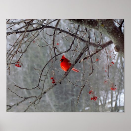 （鳥）ショウジョウコウカンチョウポスター ポスター (正面)