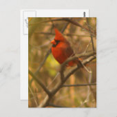 （鳥）ショウジョウコウカンチョウポストカード ポストカード (正面/裏面)