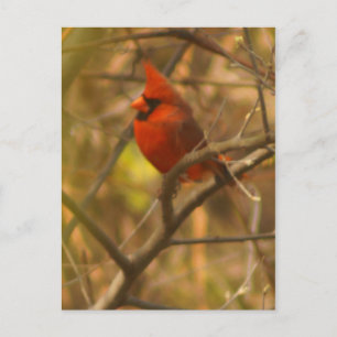 （鳥）ショウジョウコウカンチョウポストカード ポストカード