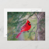 （鳥）ショウジョウコウカンチョウポーズ ポストカード (正面/裏面)