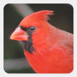 （鳥）ショウジョウコウカンチョウポートレート – 鳥 スクエアシール