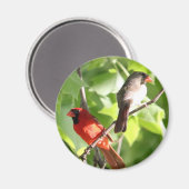 (鳥)ショウジョウコウカンチョウメイト マグネット (正面/裏面)