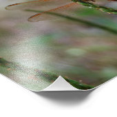 （鳥）ショウジョウコウカンチョウメドウォークドラゴンフライプリント フォトプリント            (角)