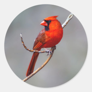 （鳥）ショウジョウコウカンチョウラウンドステッカー ラウンドシール