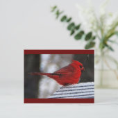 （鳥）ショウジョウコウカンチョウリシュリュー ポストカード (スタンド正面)