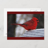 （鳥）ショウジョウコウカンチョウリシュリュー ポストカード (正面/裏面)