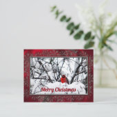 (鳥)ショウジョウコウカンチョウレッドバードスノーフォトクリスマス ポストカード (スタンド正面)