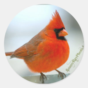 (鳥)ショウジョウコウカンチョウレッドバード ラウンドシール
