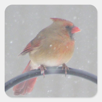 （鳥）ショウジョウコウカンチョウ付シール スクエアシール