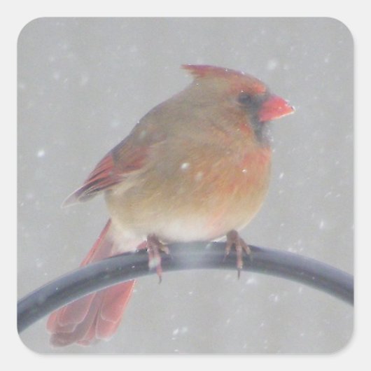 （鳥）ショウジョウコウカンチョウ付シール スクエアシール (正面)