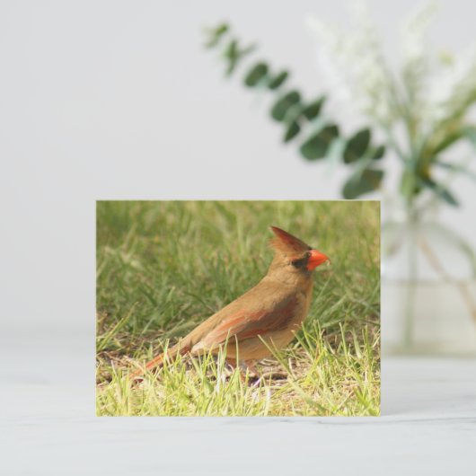 （鳥）ショウジョウコウカンチョウ写真はがき（メス） ポストカード (スタンド正面)