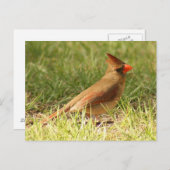 （鳥）ショウジョウコウカンチョウ写真はがき（メス） ポストカード (正面/裏面)