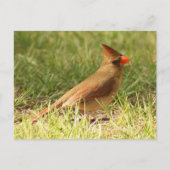 （鳥）ショウジョウコウカンチョウ写真はがき（メス） ポストカード (正面)