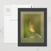 (鳥)ショウジョウコウカンチョウ写真はがき(メス) ポストカード (正面/裏面)