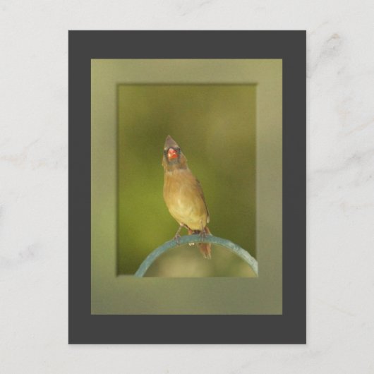 (鳥)ショウジョウコウカンチョウ写真はがき(メス) ポストカード (正面)