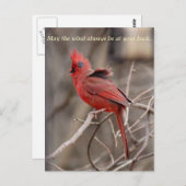 （鳥）ショウジョウコウカンチョウ励ましはがき ポストカード (正面/裏面)