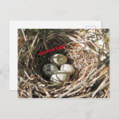 （鳥）ショウジョウコウカンチョウ卵 ポストカード (正面/裏面)