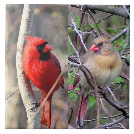 (鳥)ショウジョウコウカンチョウ対セラミックタイル タイル (正面)