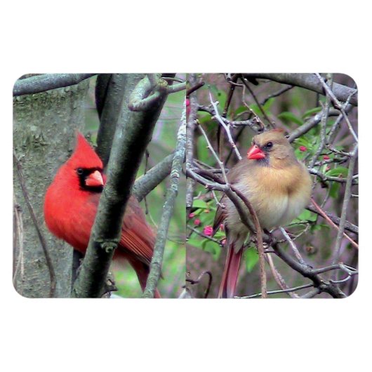 （鳥）ショウジョウコウカンチョウ対フレックス磁石 マグネット (横)