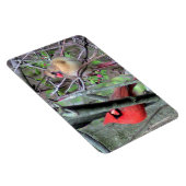 （鳥）ショウジョウコウカンチョウ対フレックス磁石 マグネット (右側)