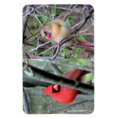 （鳥）ショウジョウコウカンチョウ対フレックス磁石 マグネット (縦)