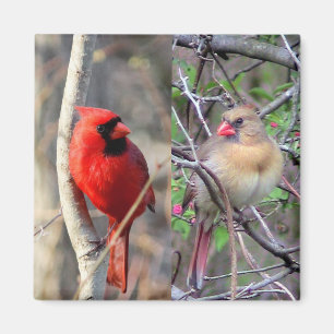  （鳥）ショウジョウコウカンチョウ対  マグネット