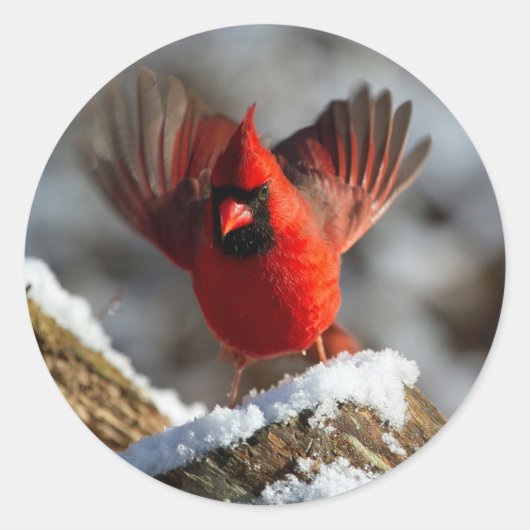 （鳥）ショウジョウコウカンチョウ着陸雪写真 ラウンドシール (正面)