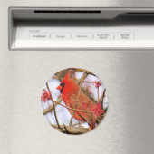 (鳥)ショウジョウコウカンチョウ磁石 マグネット (インサイチュ (食洗機))