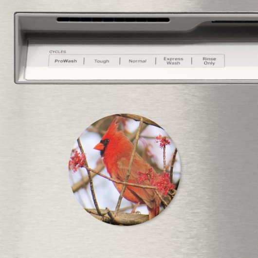 (鳥)ショウジョウコウカンチョウ磁石 マグネット (インサイチュ (食洗機))