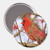 (鳥)ショウジョウコウカンチョウ磁石 マグネット (正面/裏面)