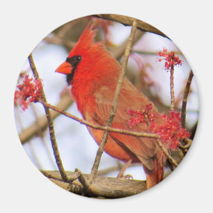 （鳥）ショウジョウコウカンチョウ磁石 マグネット